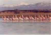 CIRCUITOS CALAFATE